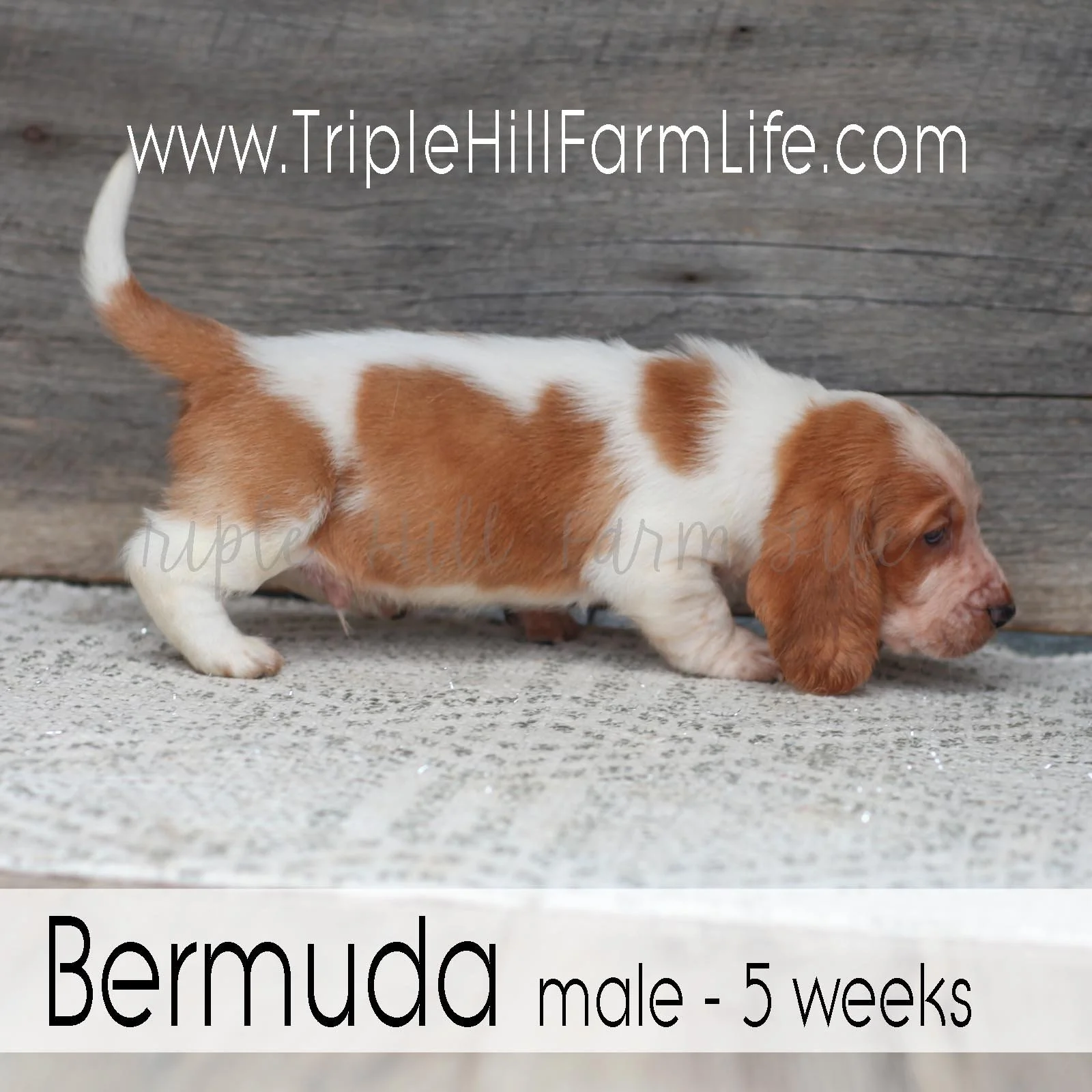 Bermuda 3.jpg