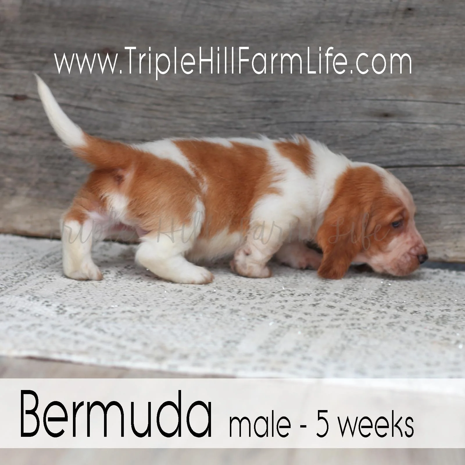 Bermuda 4.jpg