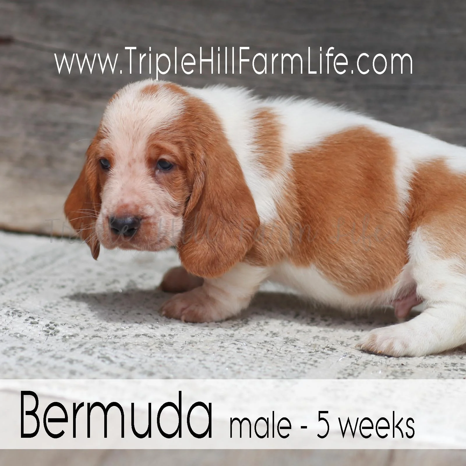Bermuda 5.jpg