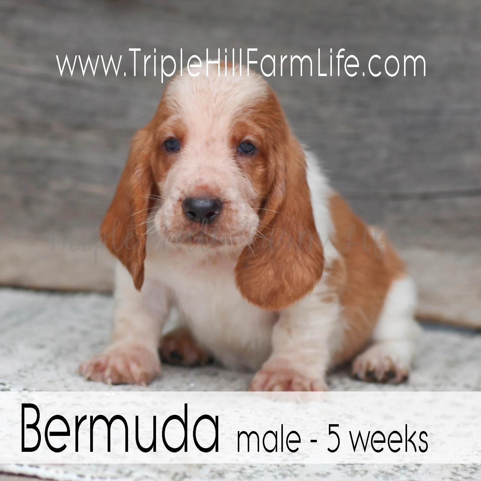Bermuda 6.jpg