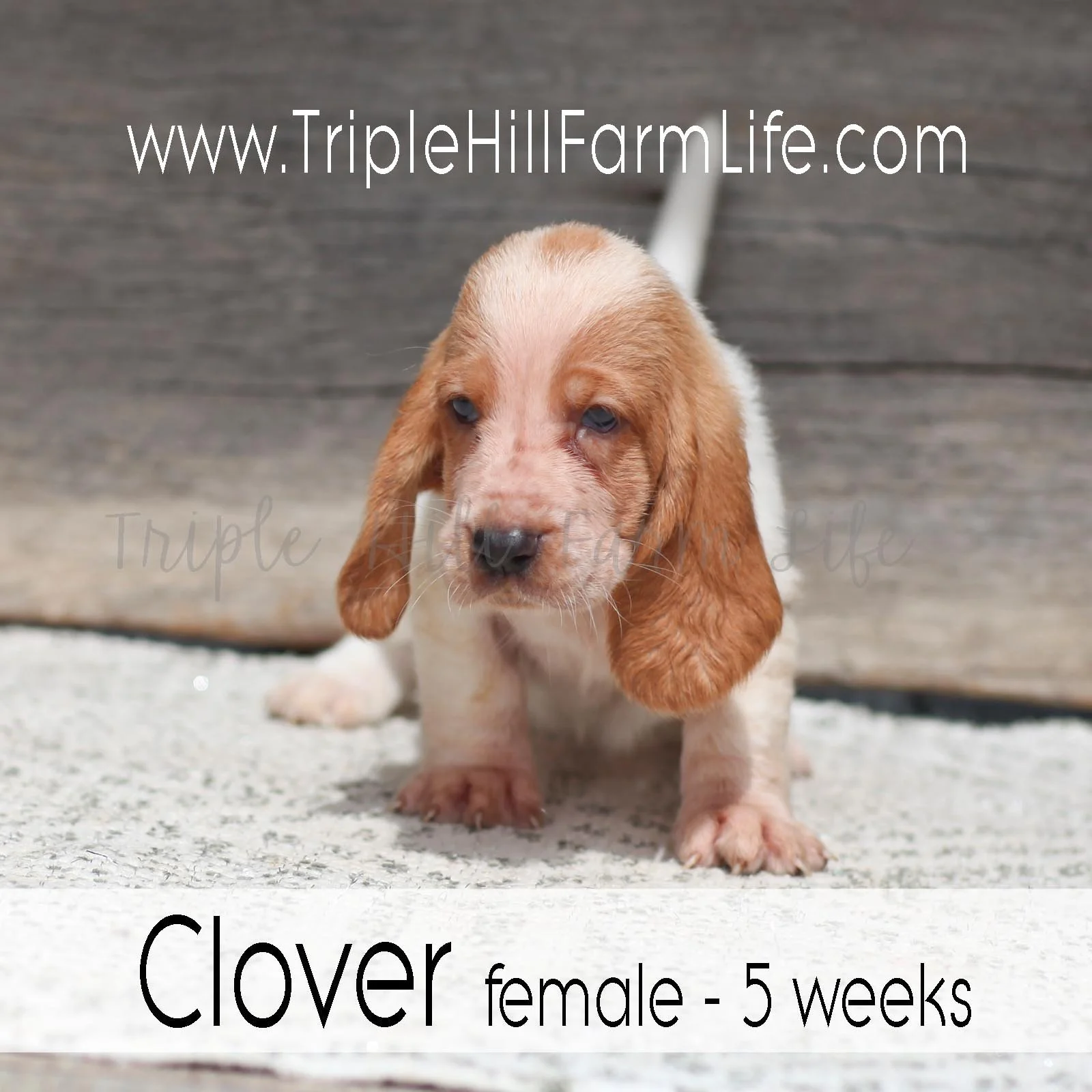 Clover 1.jpg