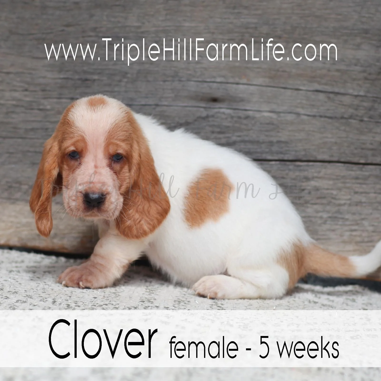 Clover 2.jpg