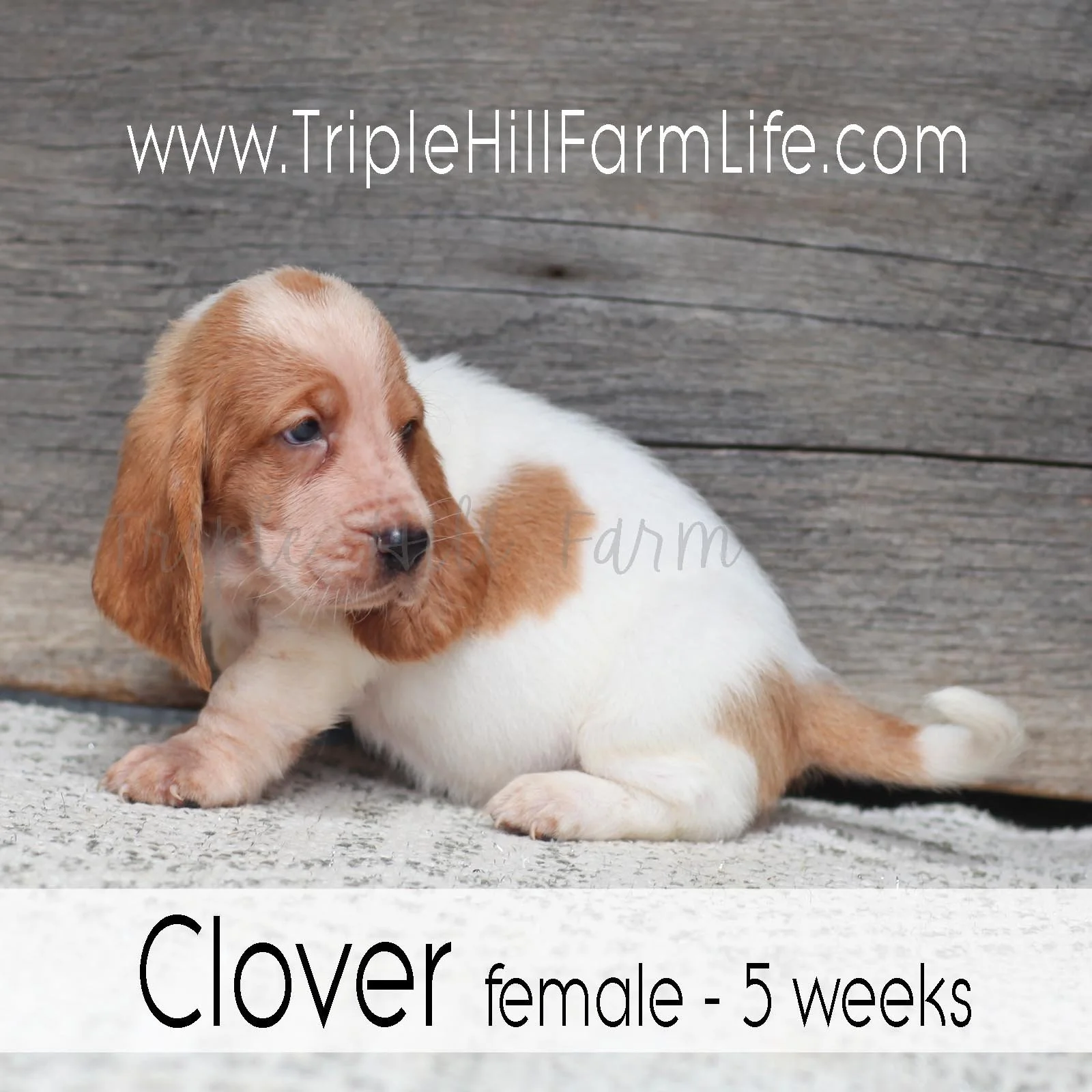 Clover 3.jpg