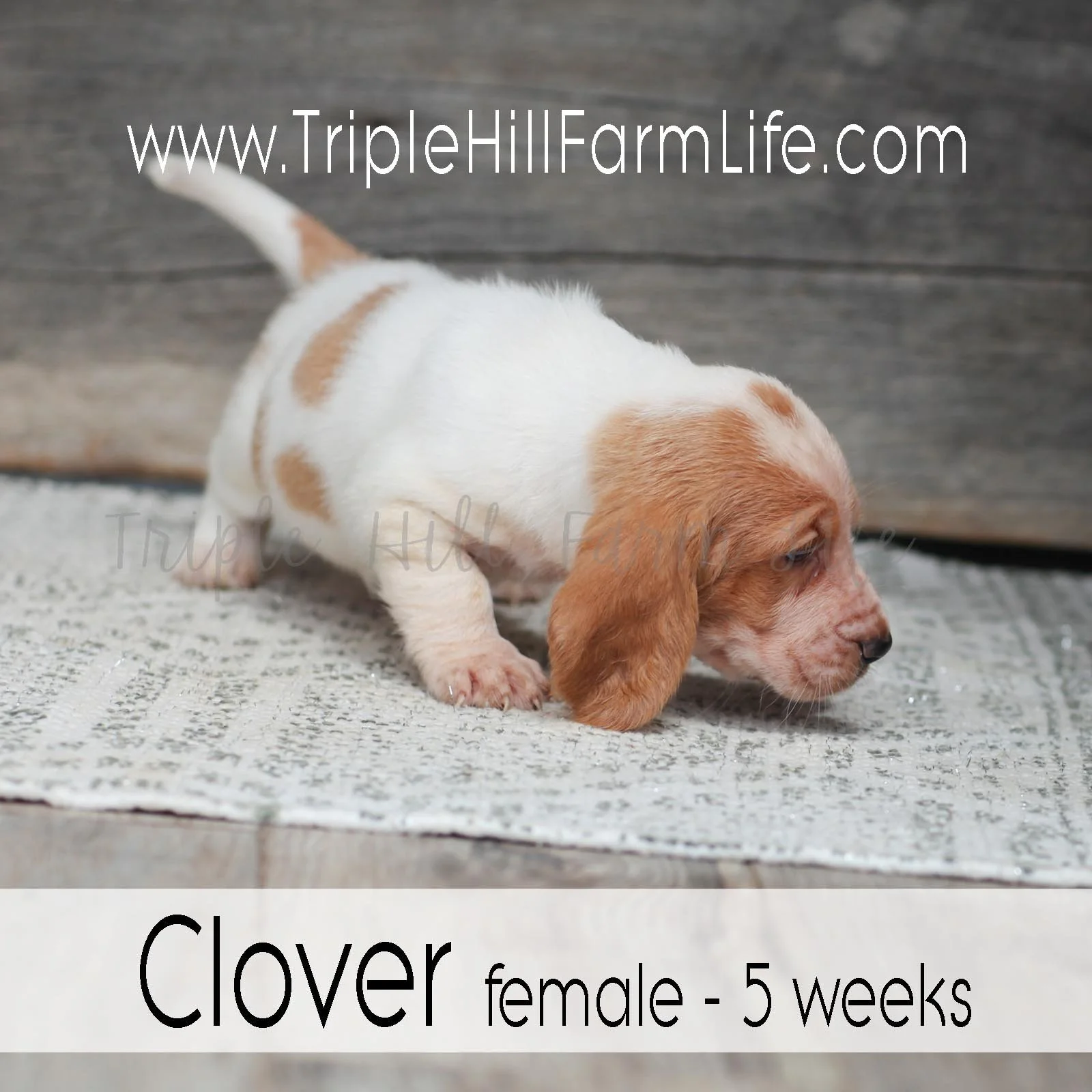 Clover 4.jpg