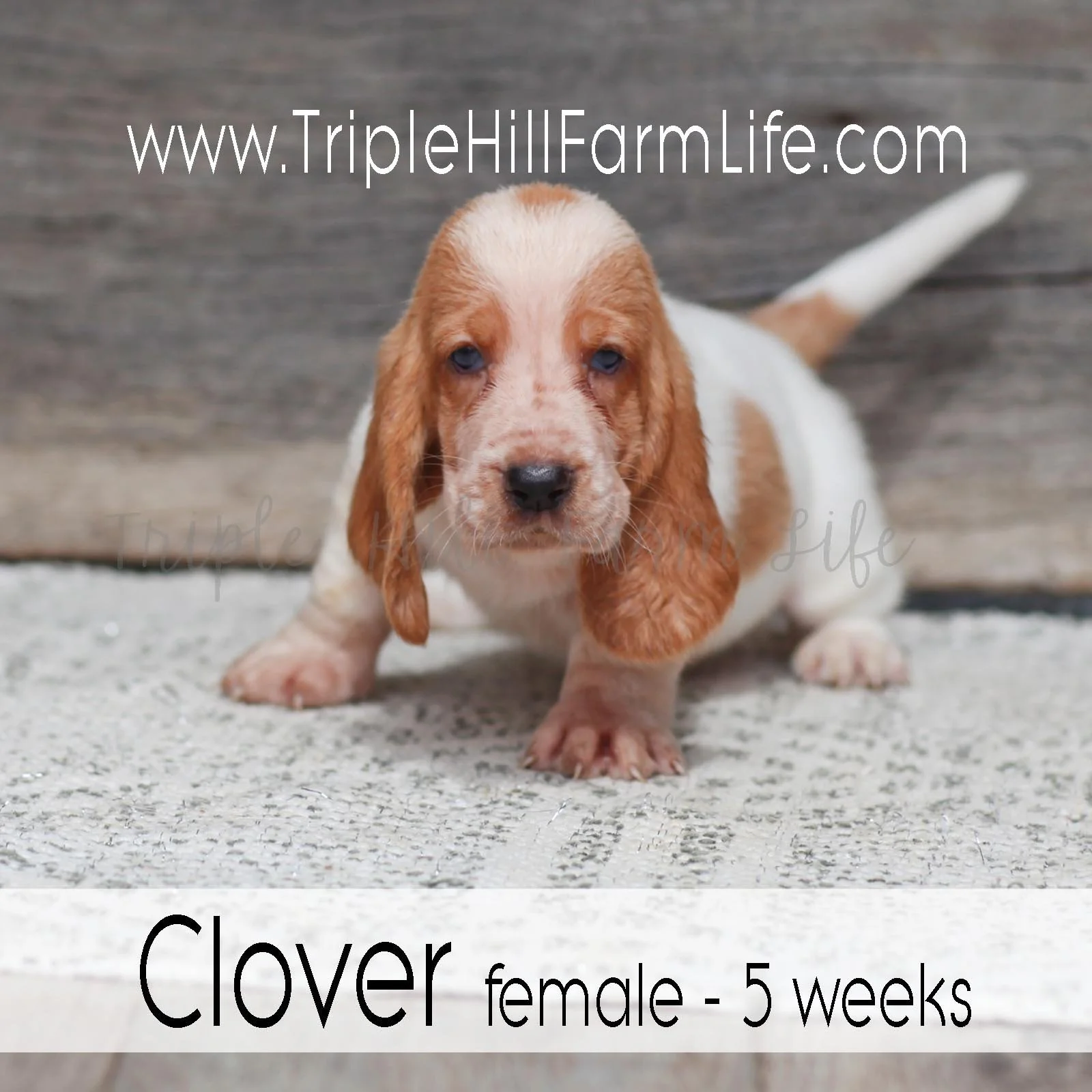 Clover 5.jpg