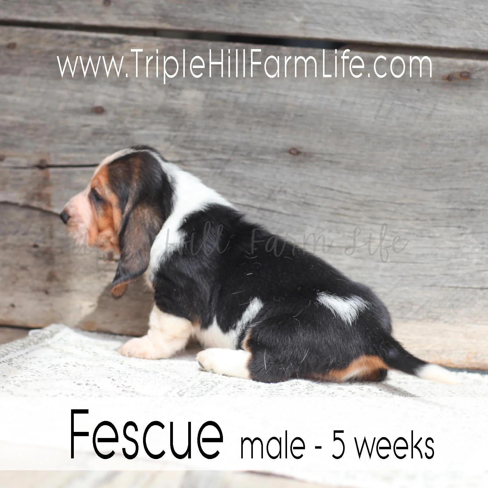 Fescue 1.jpg