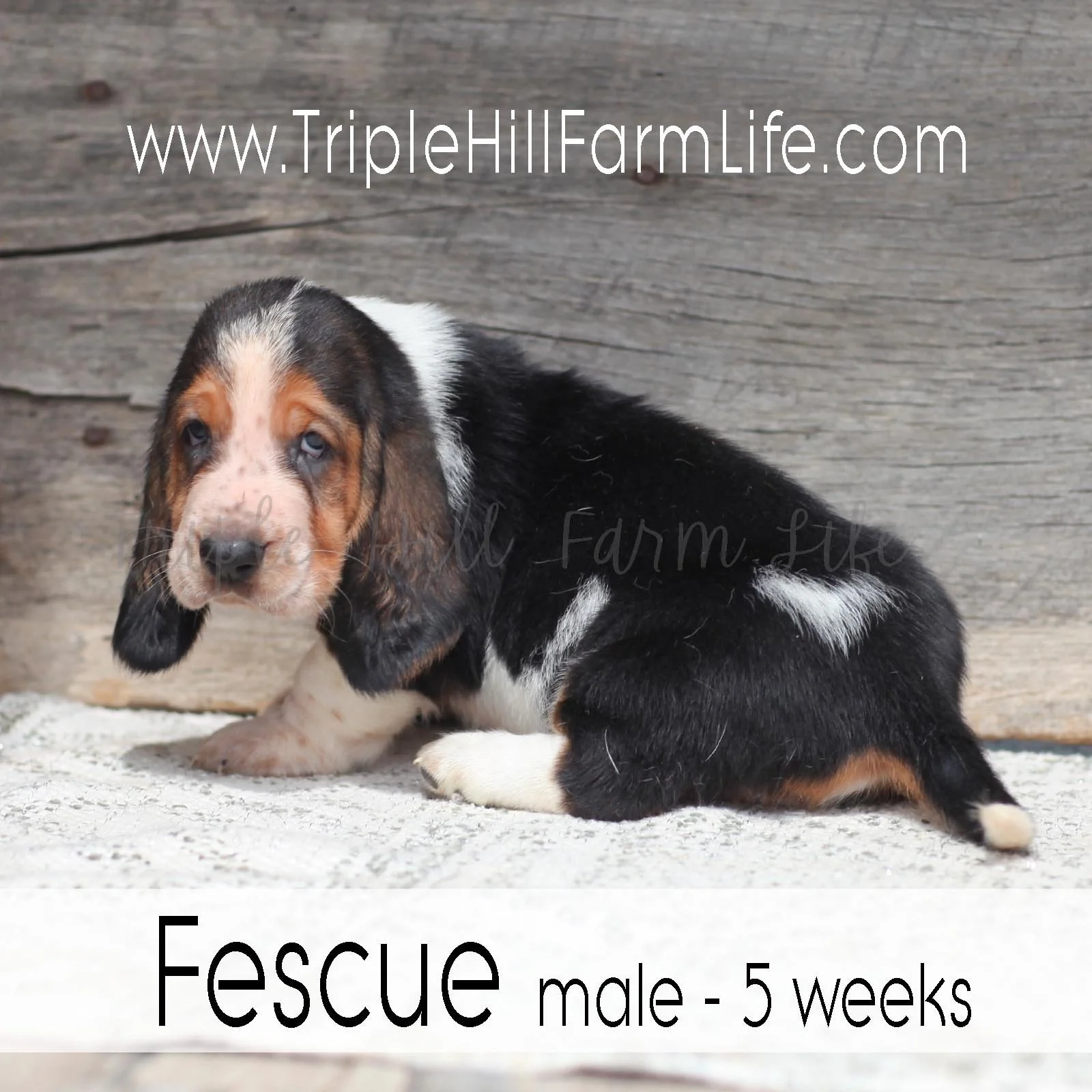 Fescue 3.jpg