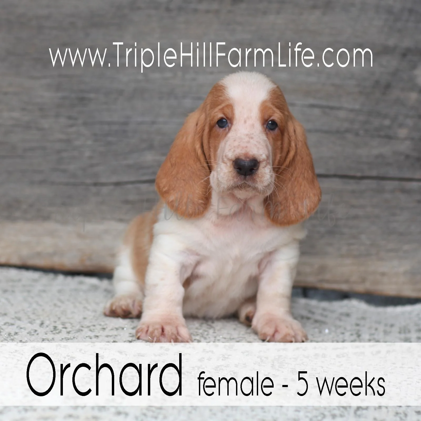 Orchard 2.jpg