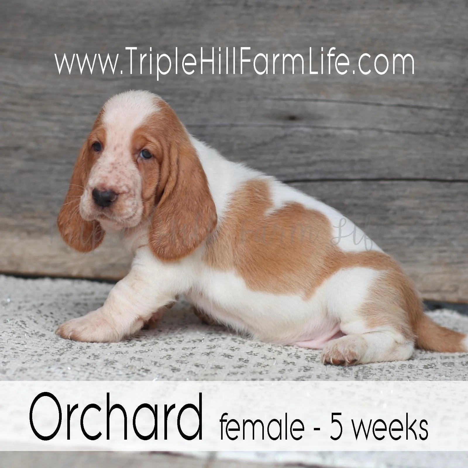 Orchard 4.jpg