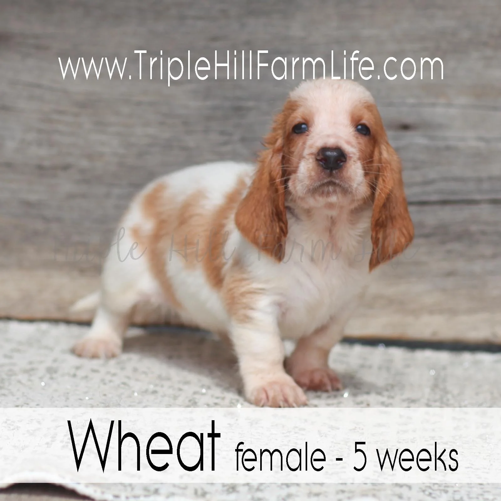 Wheat 1.jpg