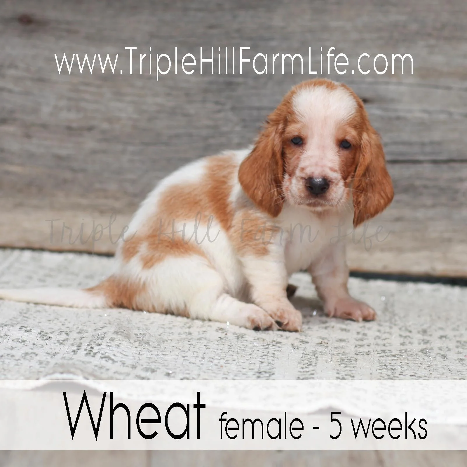 Wheat 2.jpg