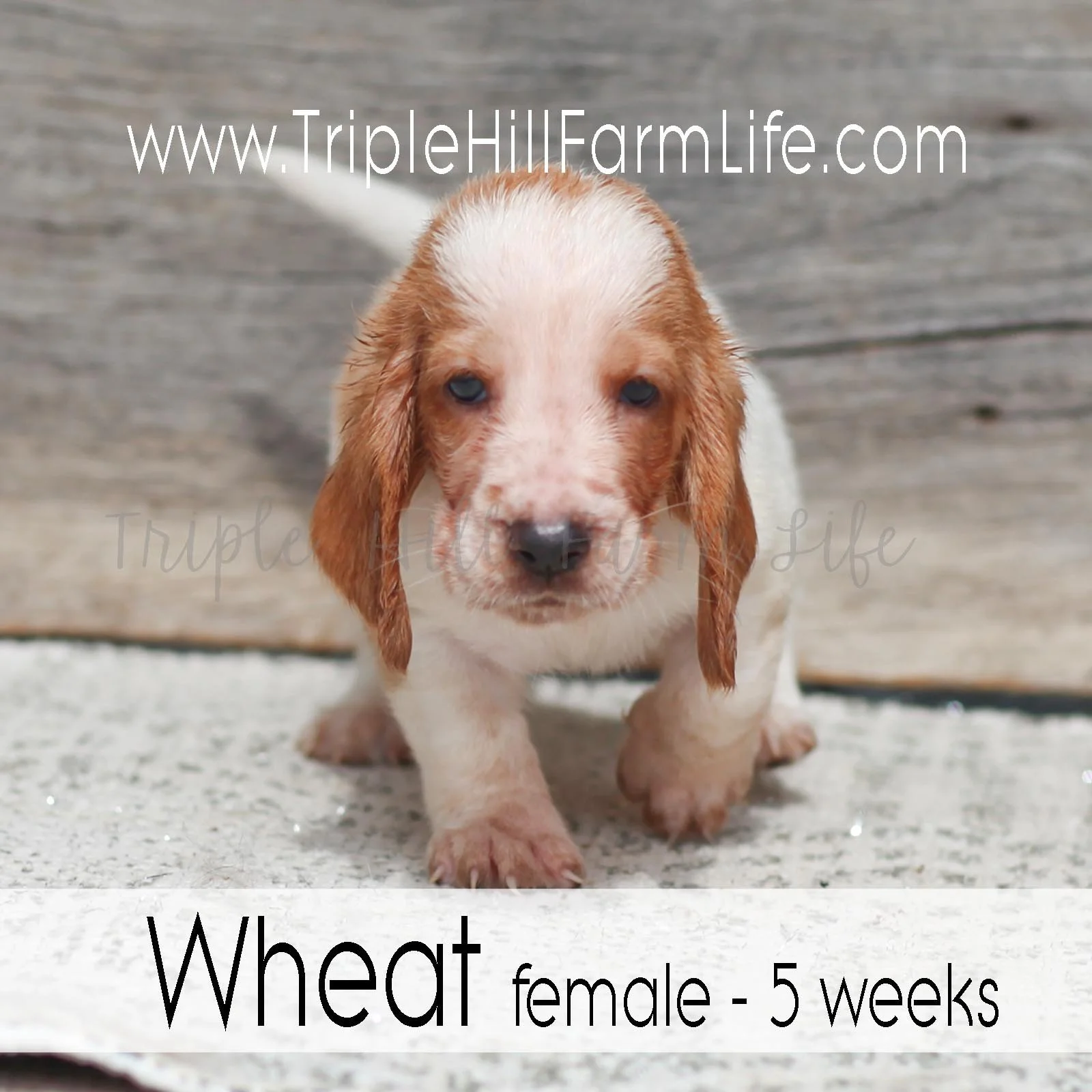 Wheat 3.jpg