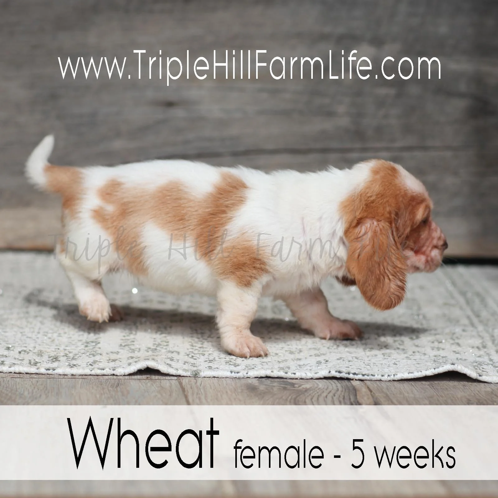 Wheat 4.jpg