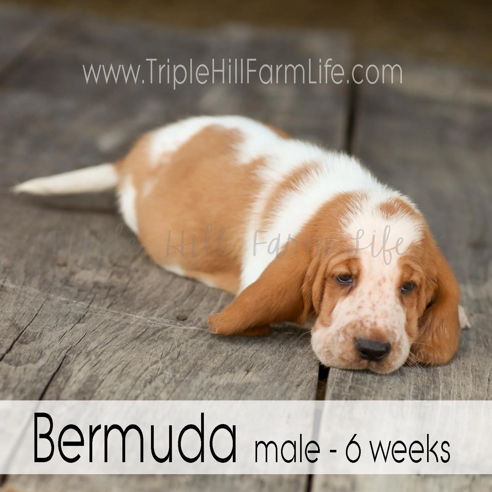 4x4 Bermuda 1.jpg