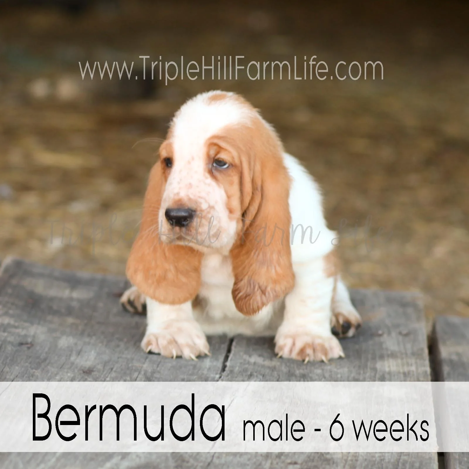 4x4 Bermuda 2.jpg