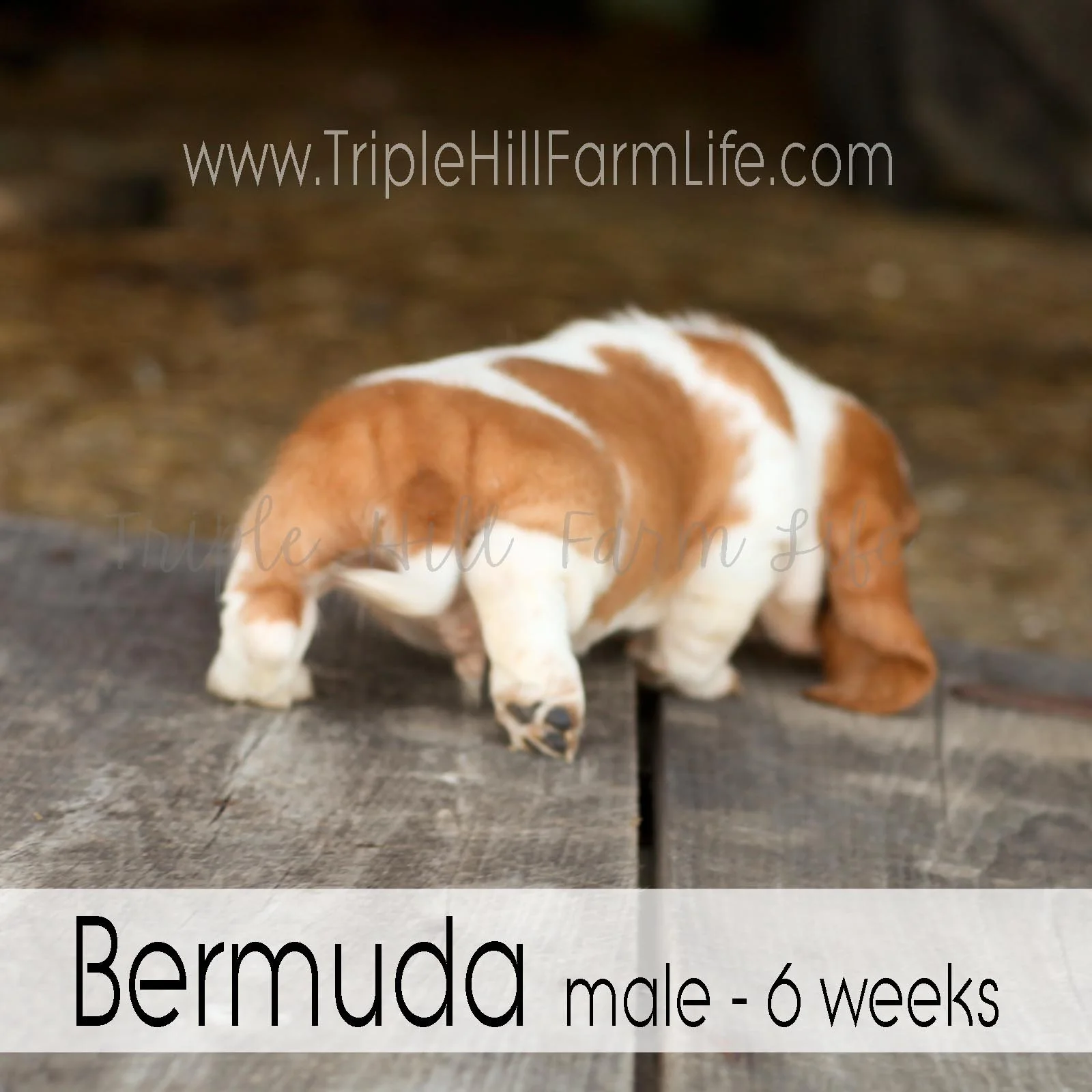 4x4 Bermuda 3.jpg