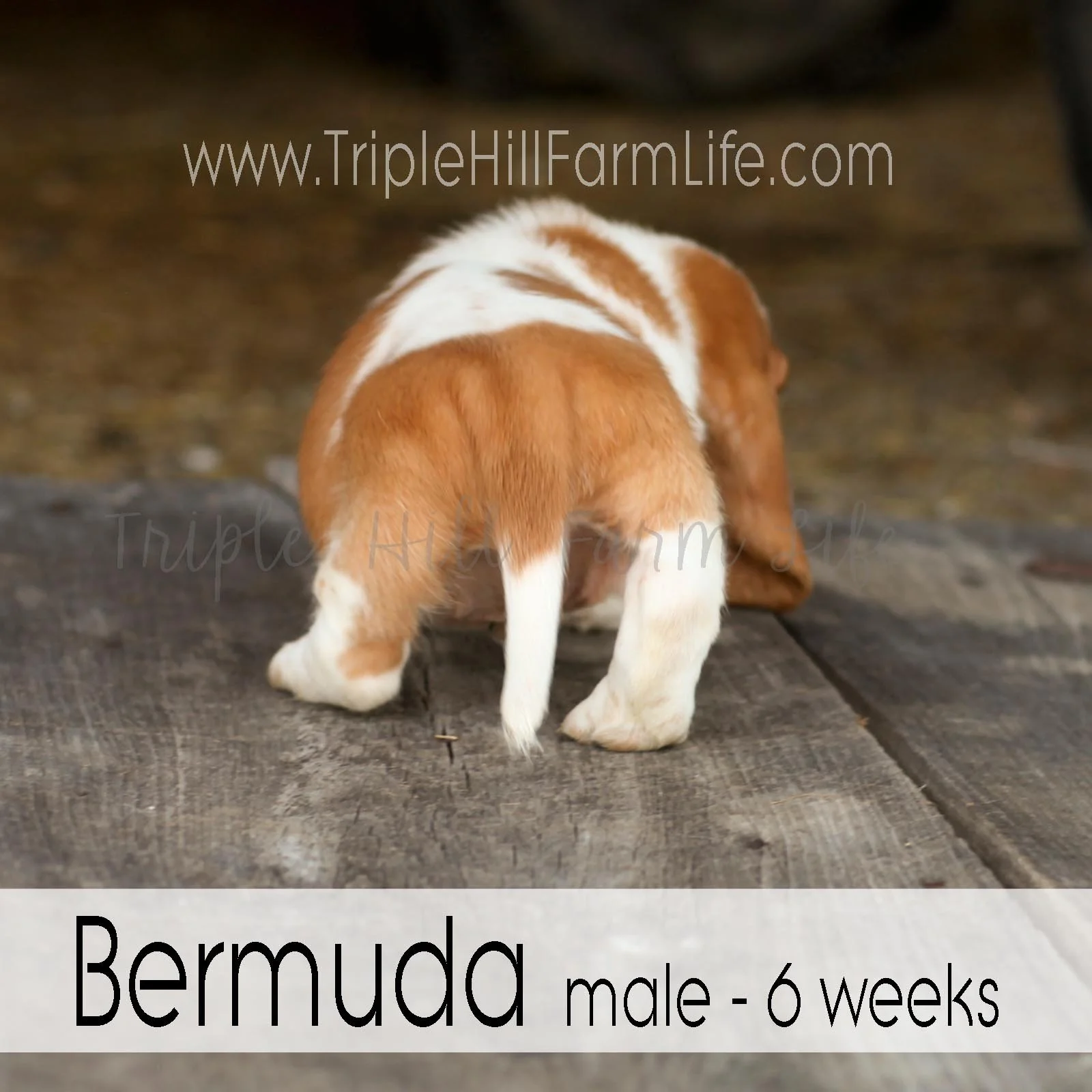 4x4 Bermuda 5.jpg