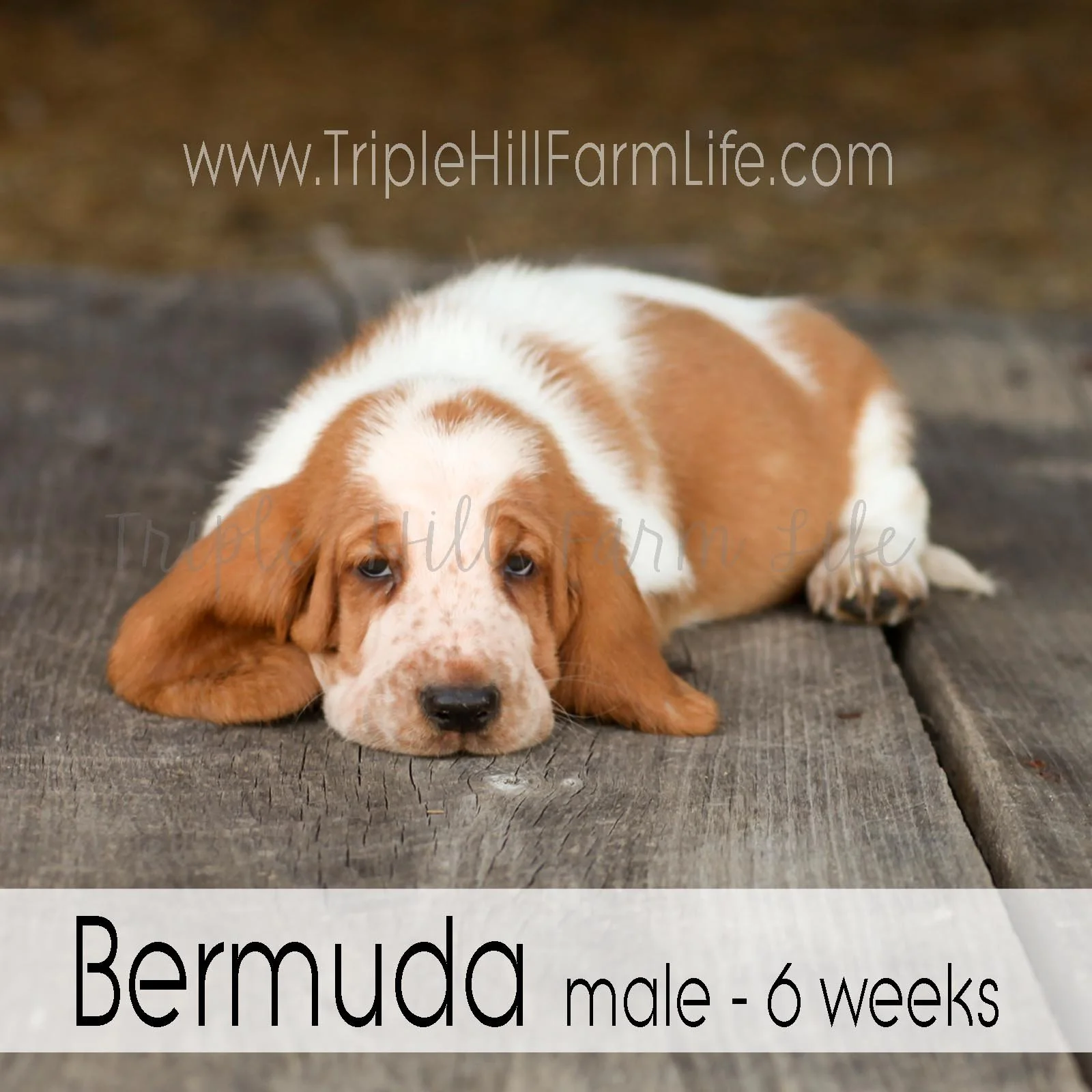 4x4 Bermuda 6.jpg