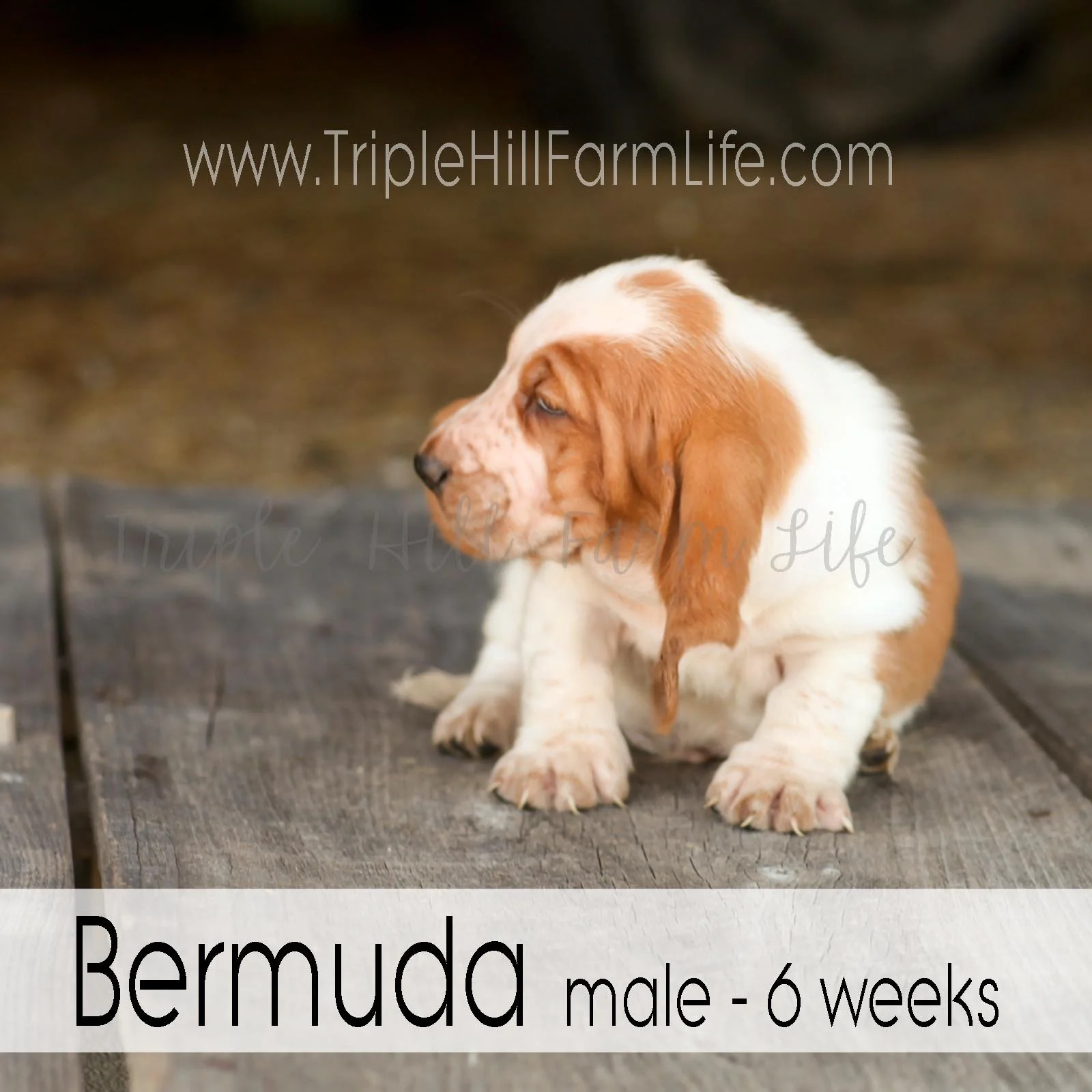 4x4 Bermuda4.jpg