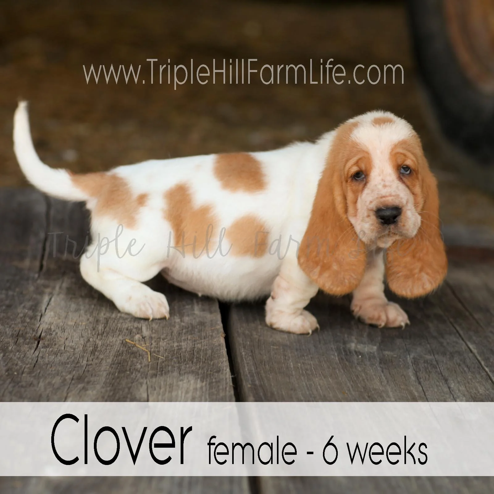 4x4 Clover 1.jpg