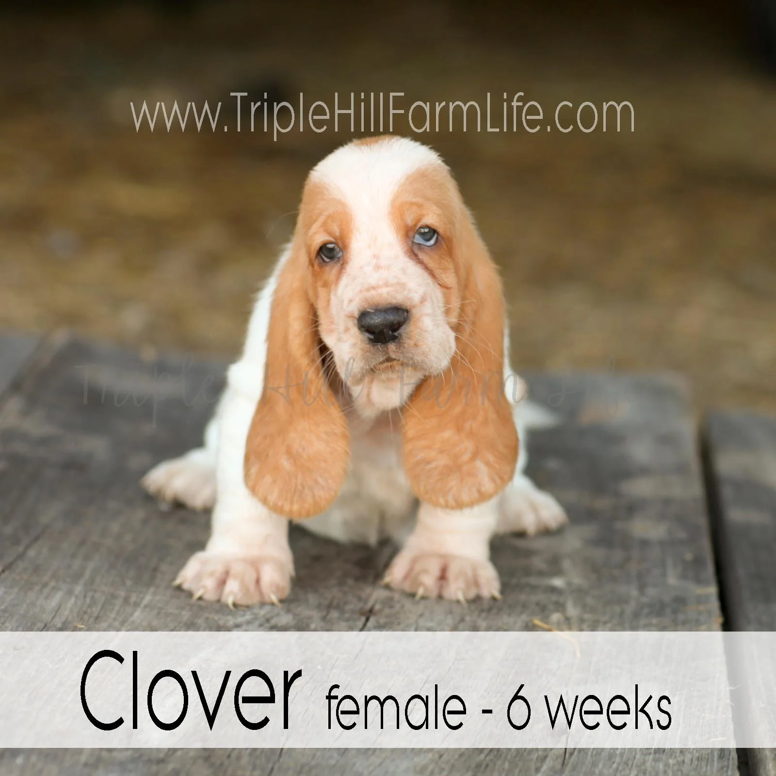 4x4 Clover 2.jpg