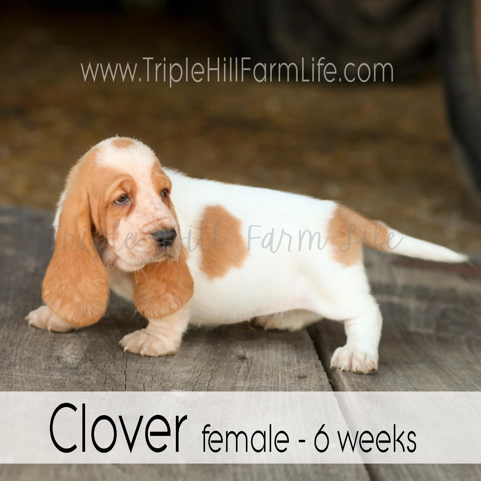 4x4 Clover 3.jpg