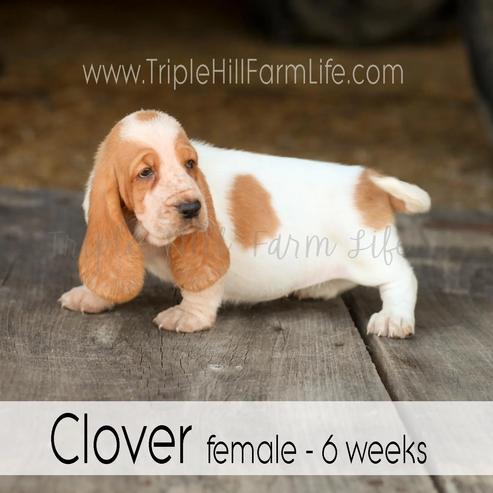 4x4 Clover 4.jpg