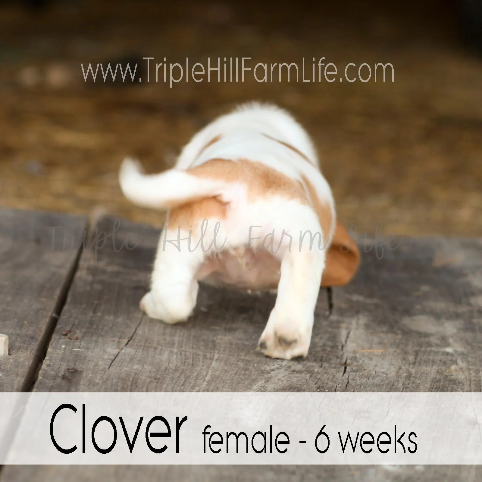 4x4 Clover 5.jpg