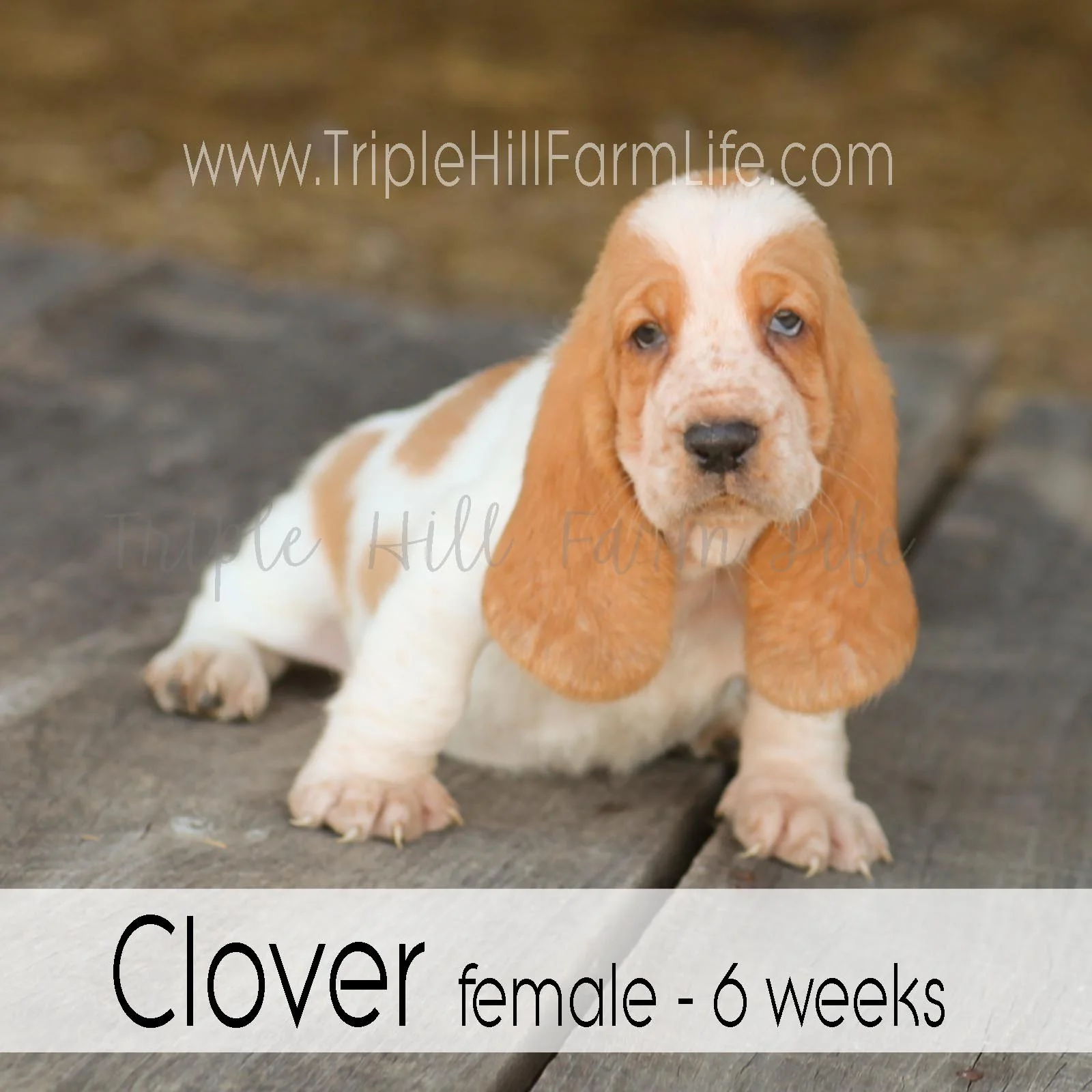 4x4 Clover 6.jpg