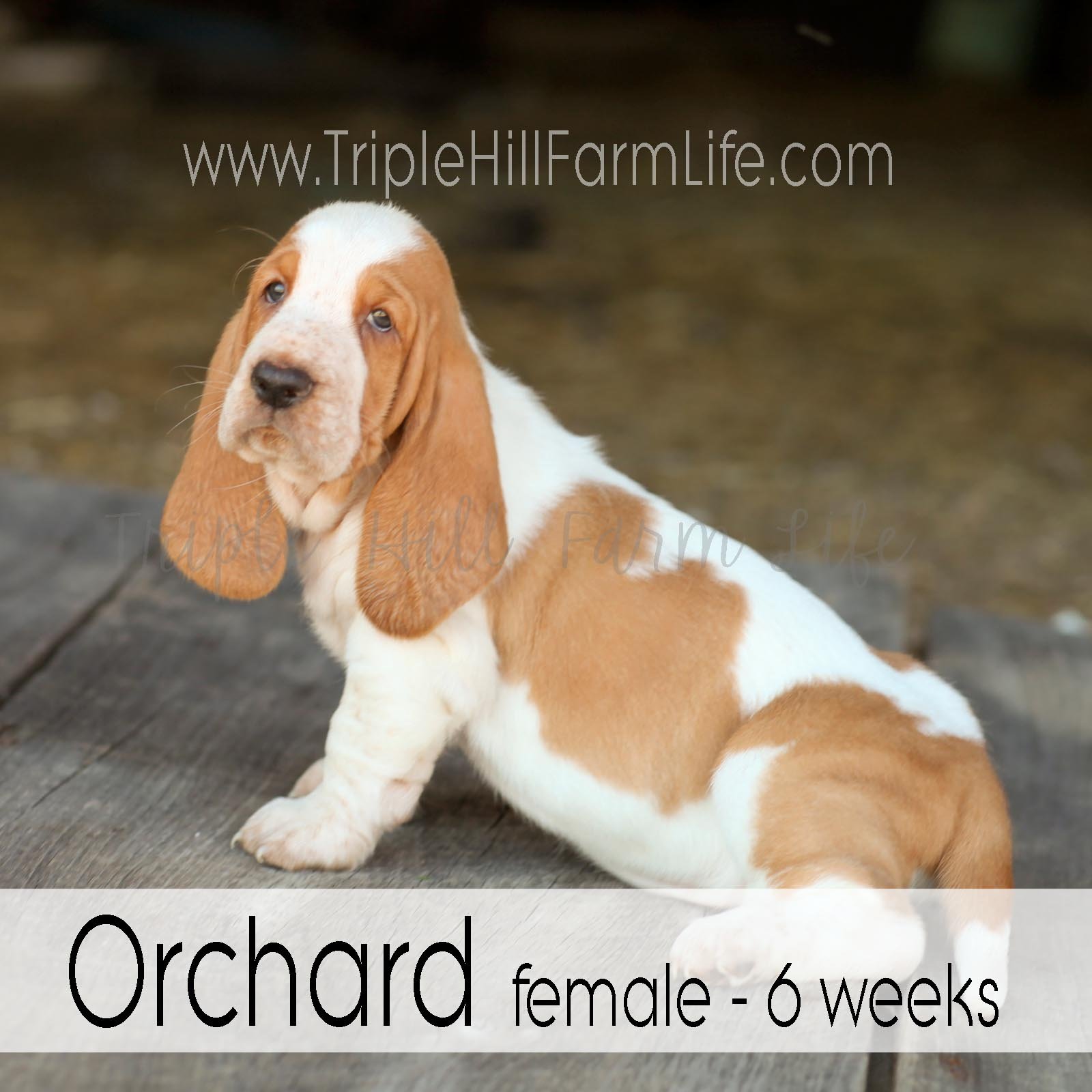 4x4 Orchard 5.jpg