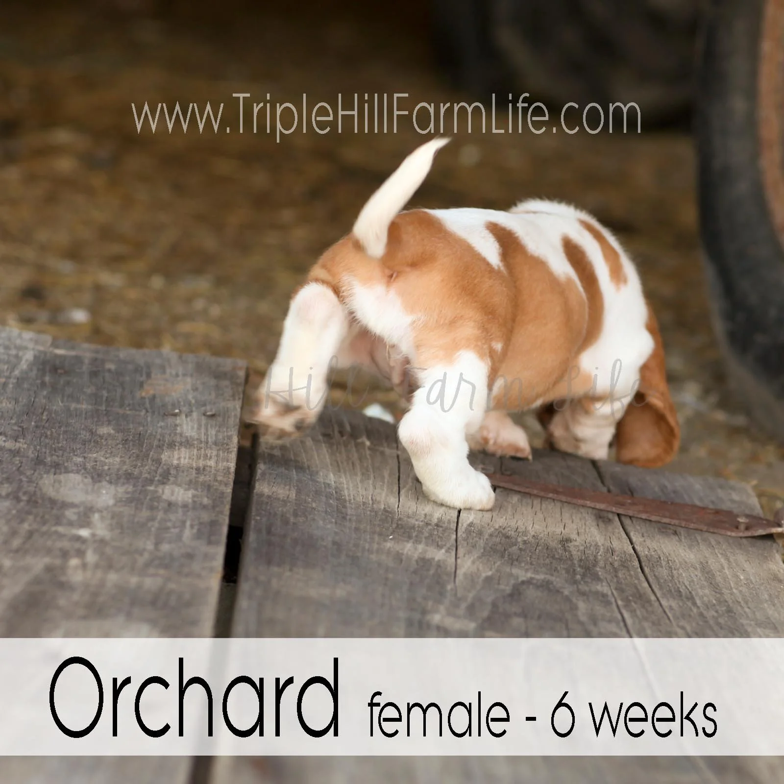 4x4 Orchard 6.jpg