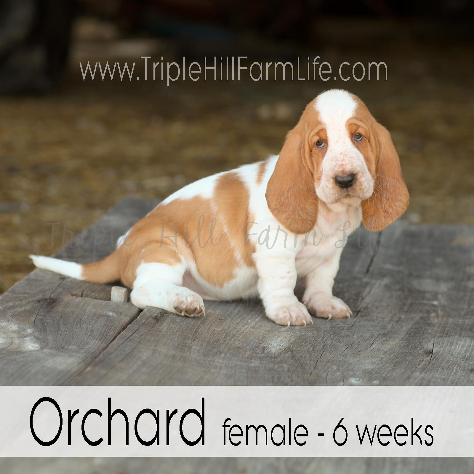 4x4 Orchard 7.jpg