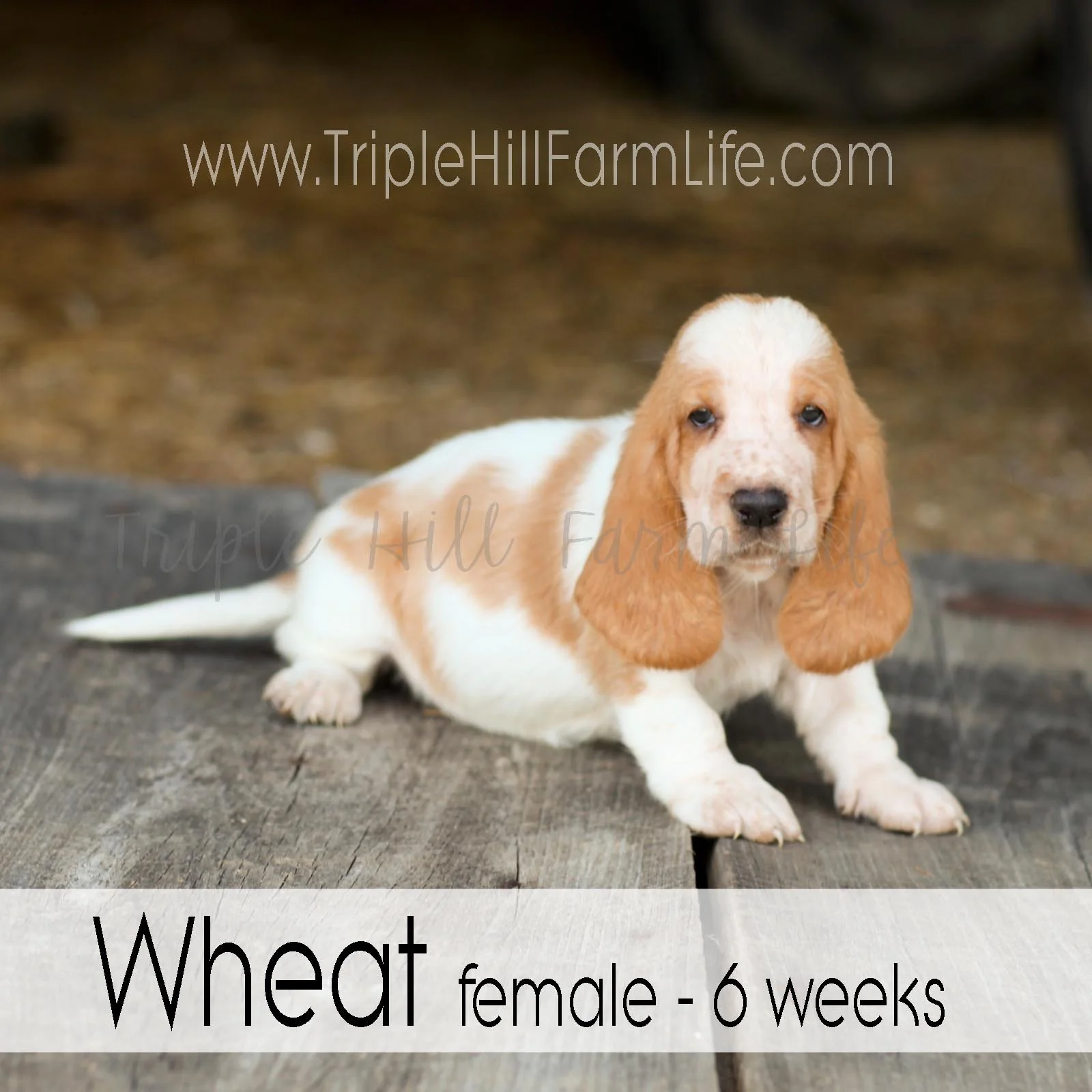 4x4 Wheat 1.jpg