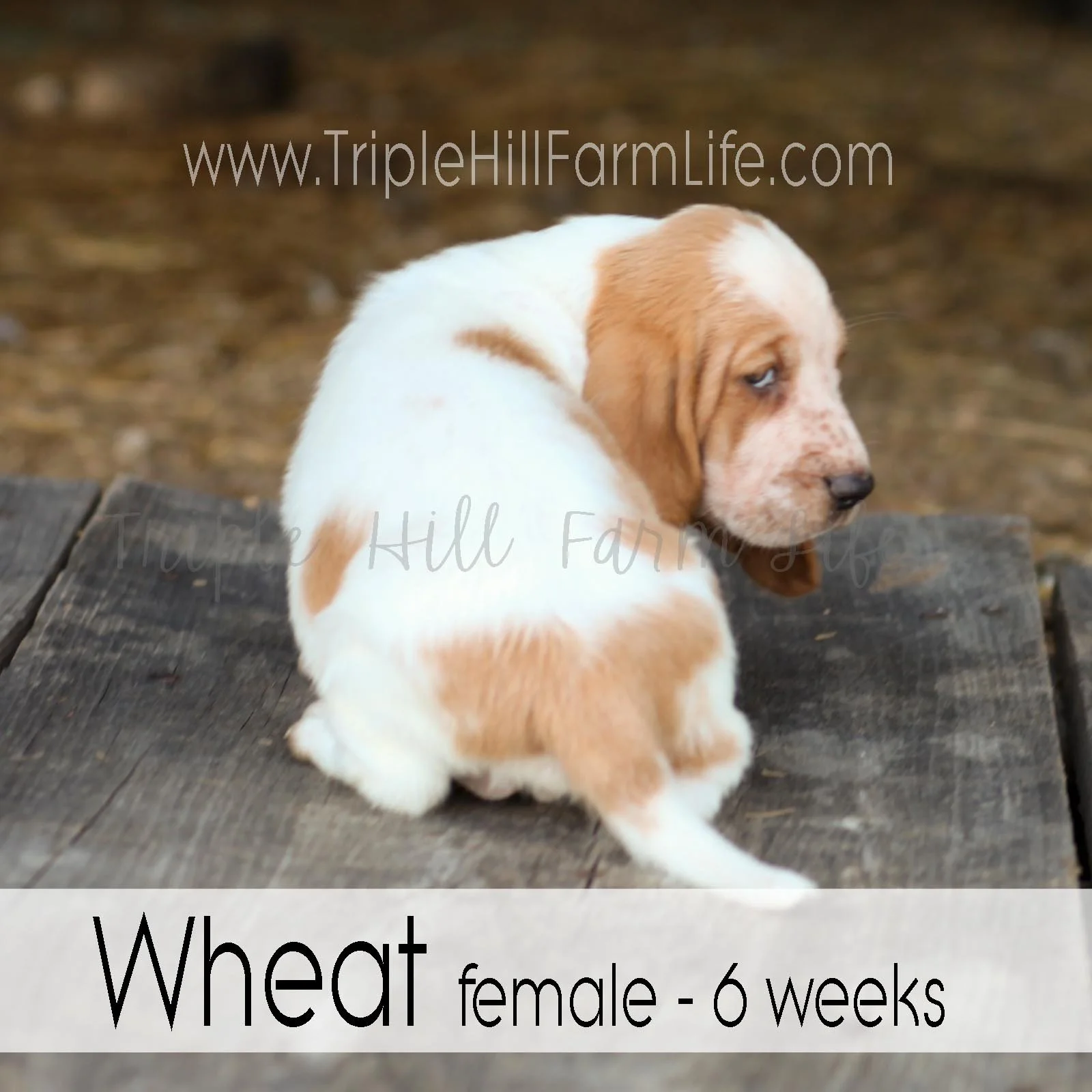 4x4 Wheat 2.jpg