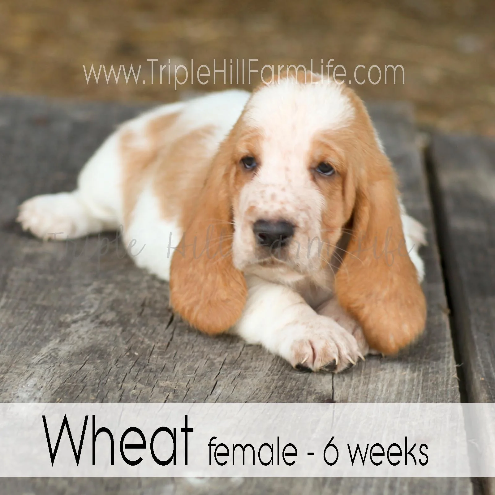 4x4 Wheat 3.jpg