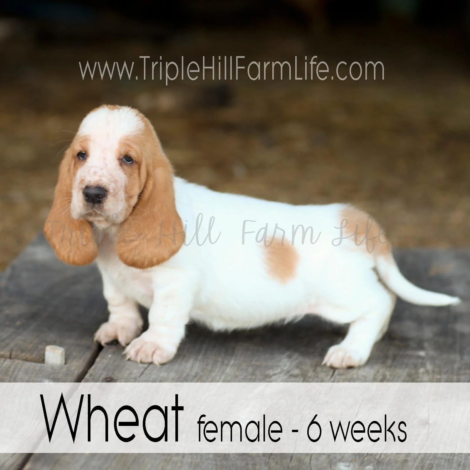 4x4 Wheat 4.jpg
