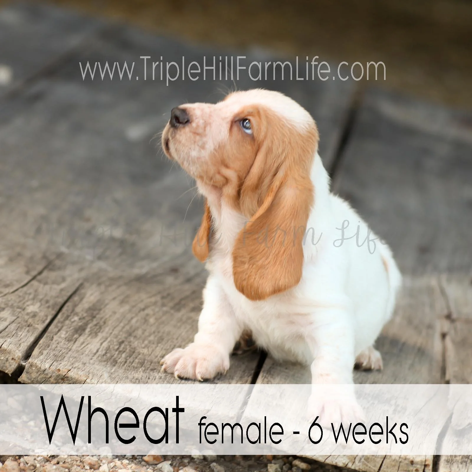 4x4 Wheat 5.jpg