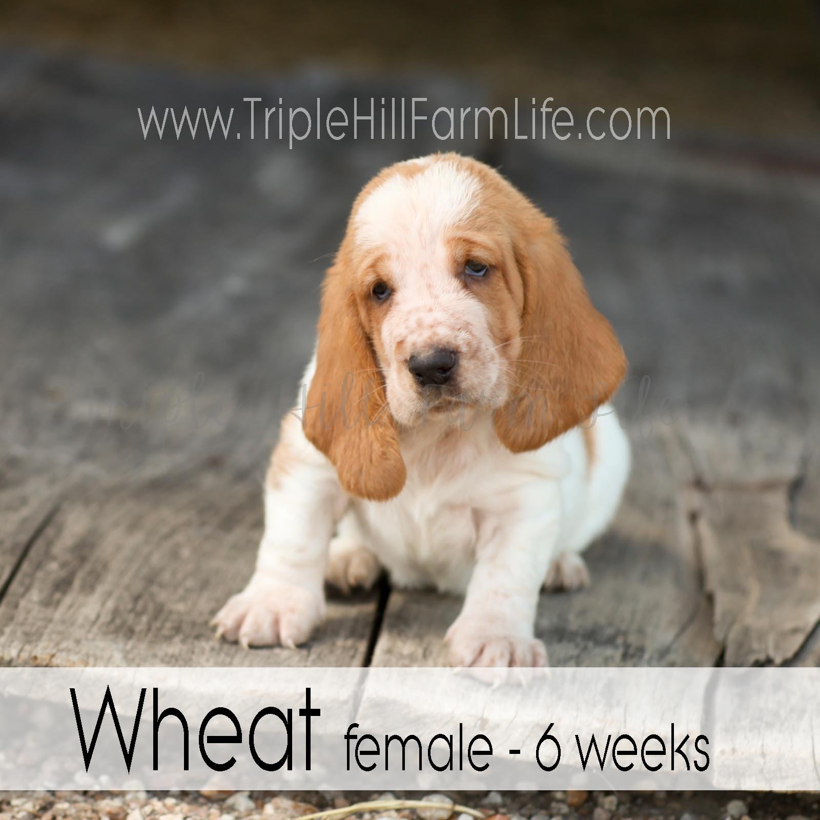 4x4 Wheat 6.jpg