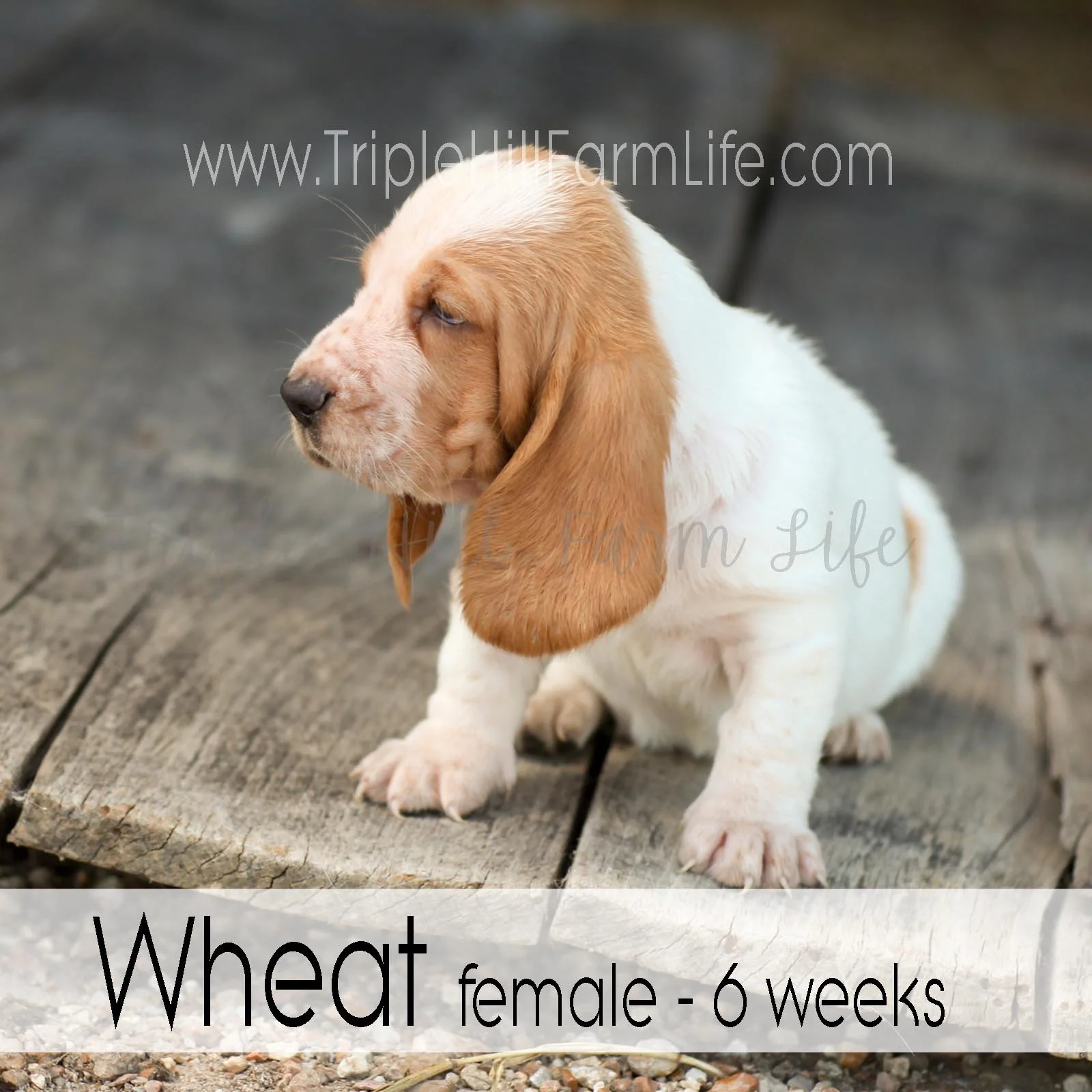 4x4 Wheat 7.jpg