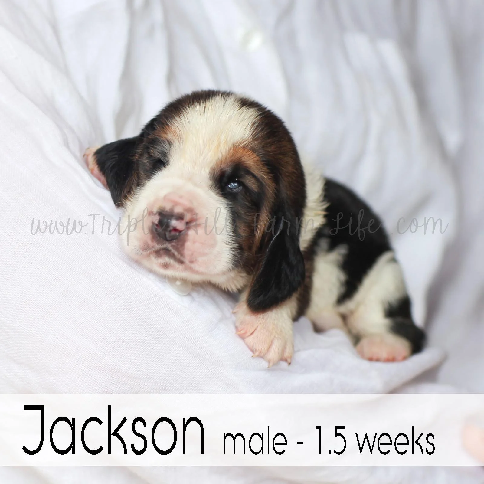 3 jackson.jpg