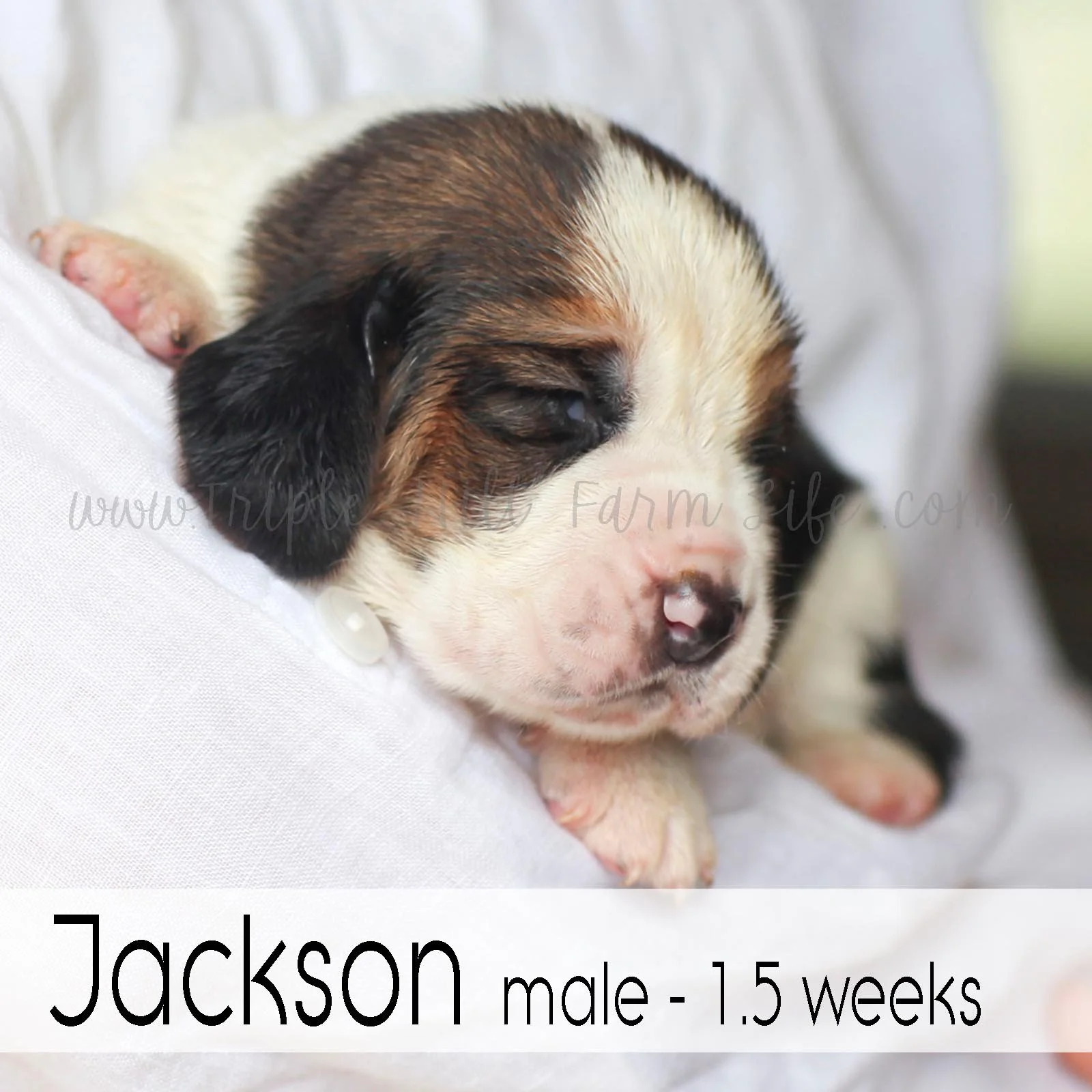 4 jackson.jpg