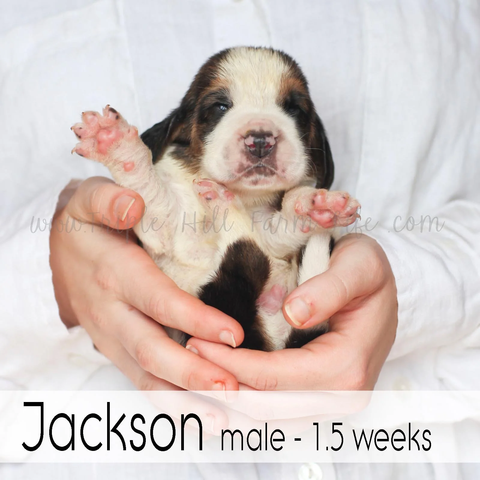 6 jackson.jpg