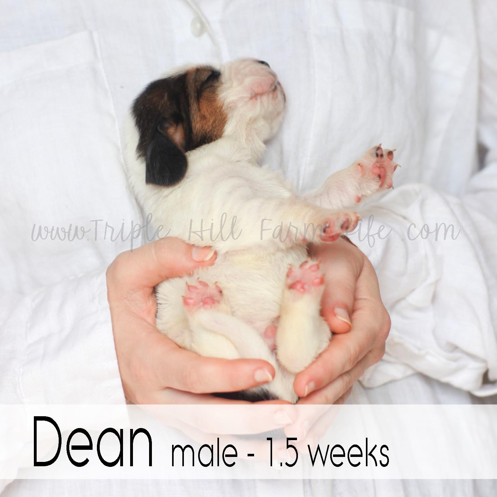 2 dean.jpg