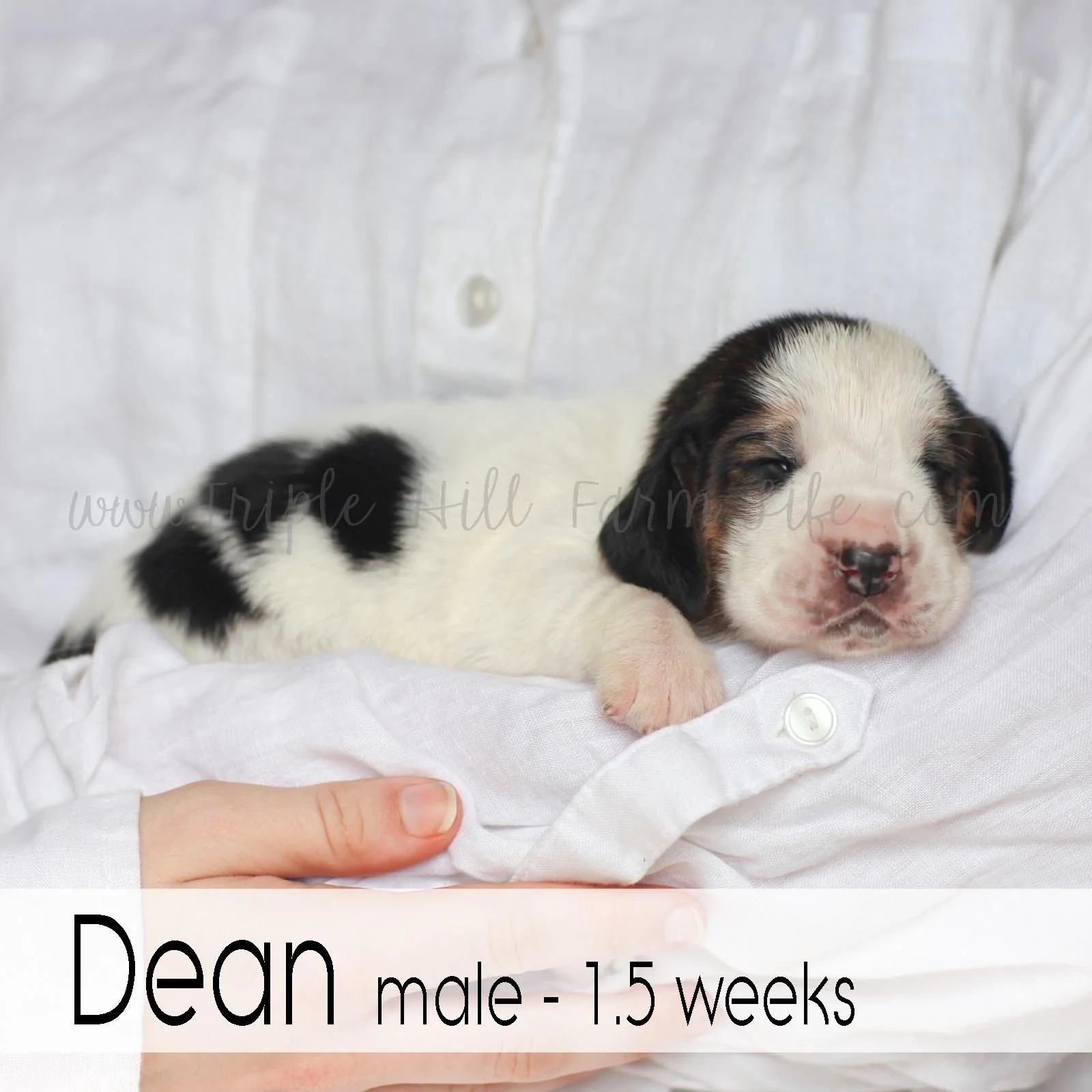 5 dean.jpg