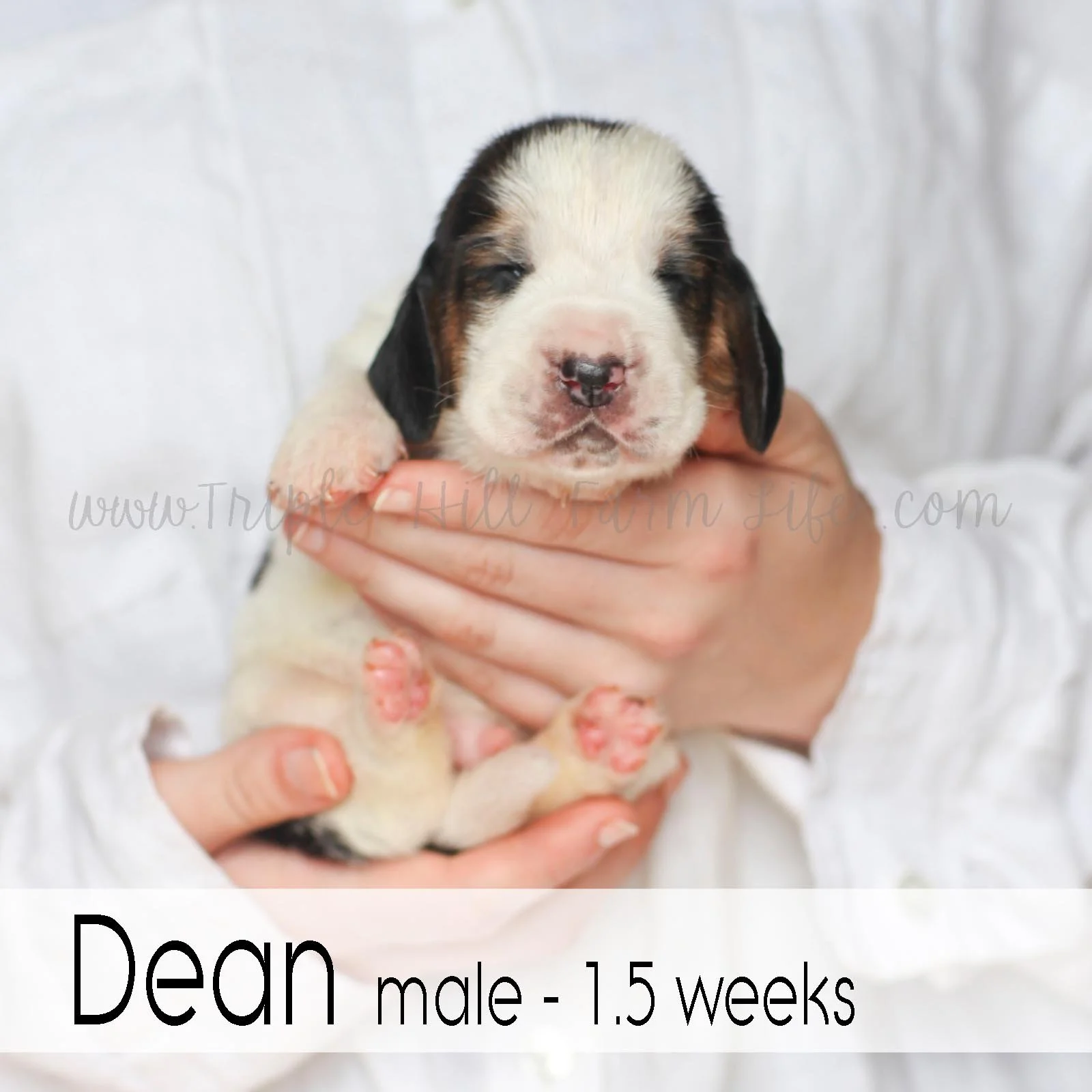 6 dean.jpg
