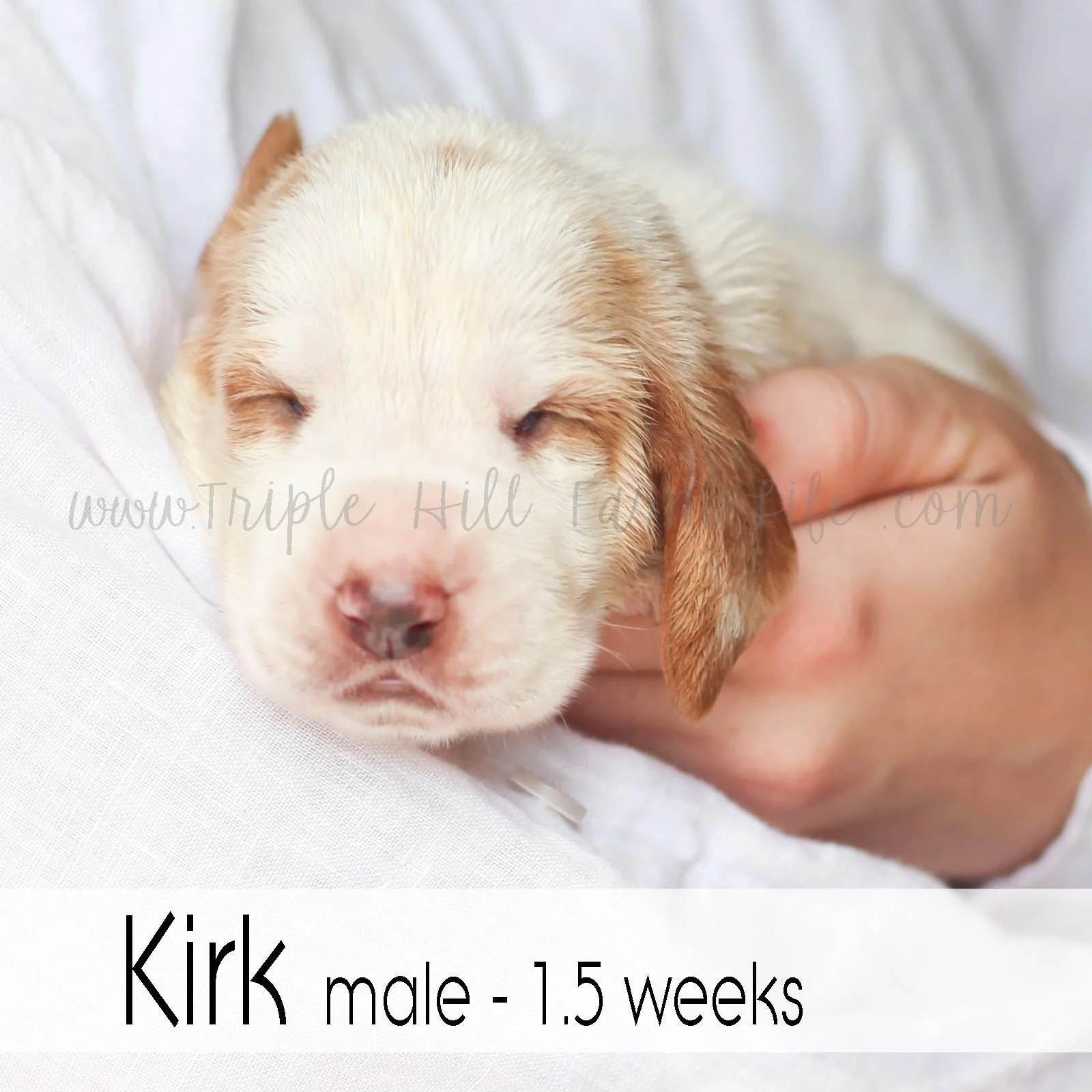 2 Kirk.jpg
