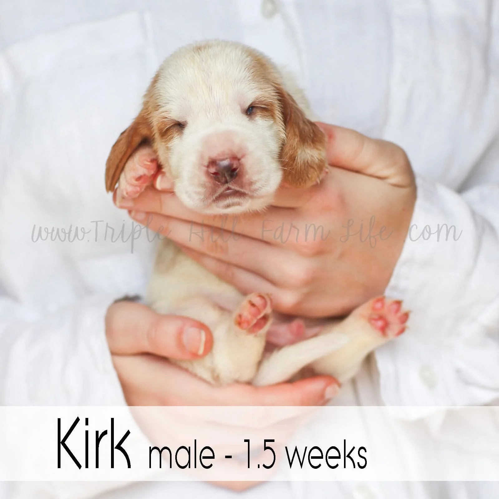 4 Kirk.jpg