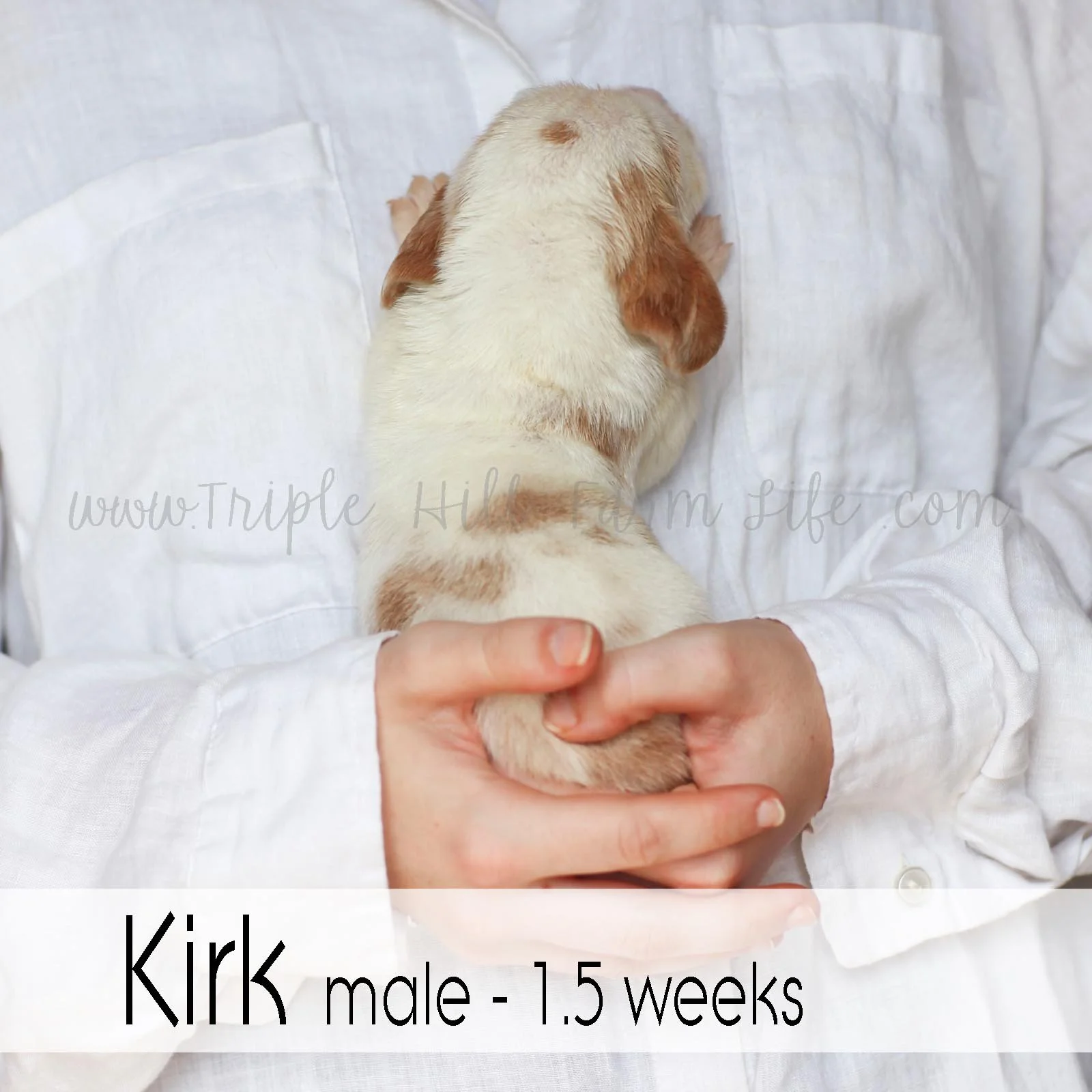 5 Kirk.jpg