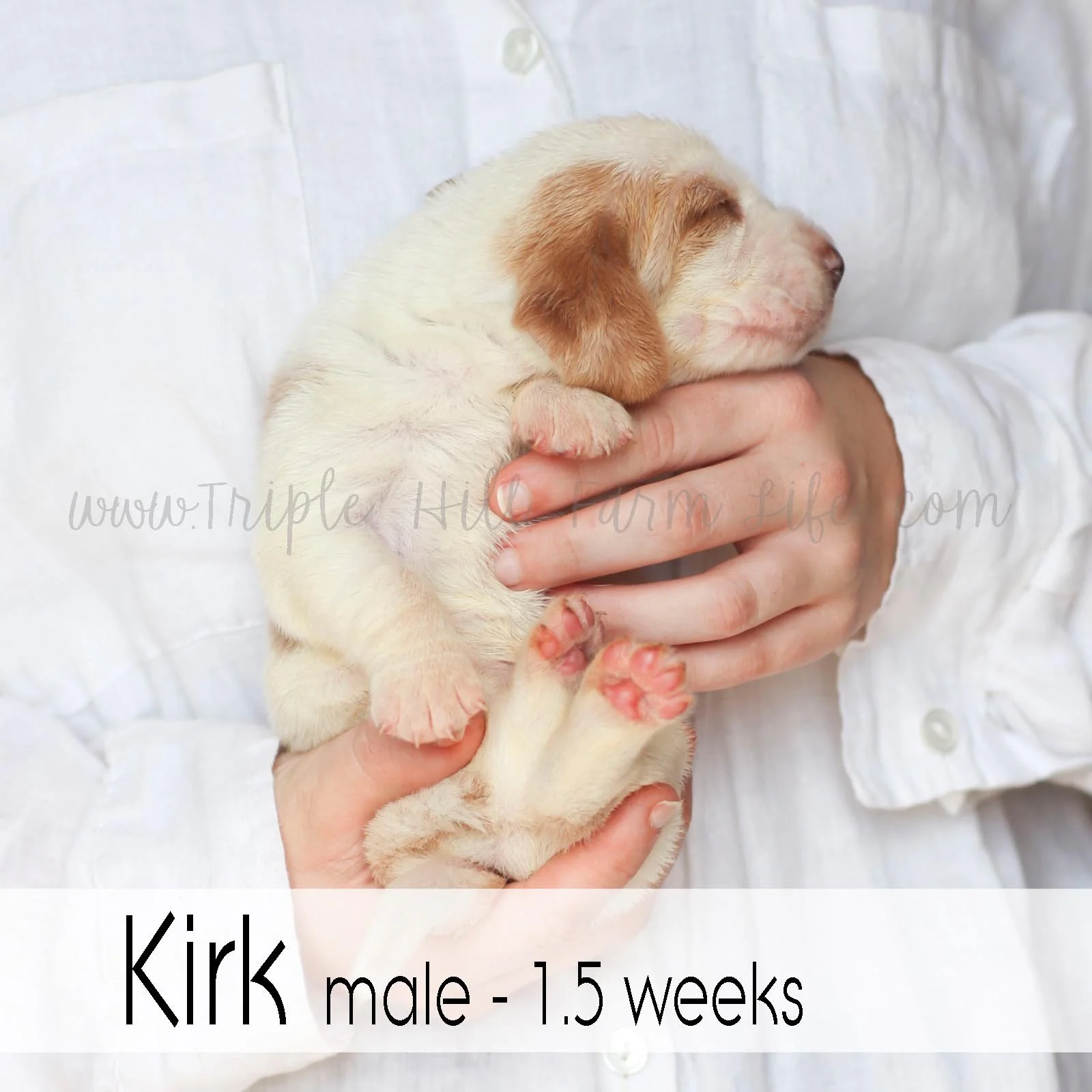 6 Kirk.jpg