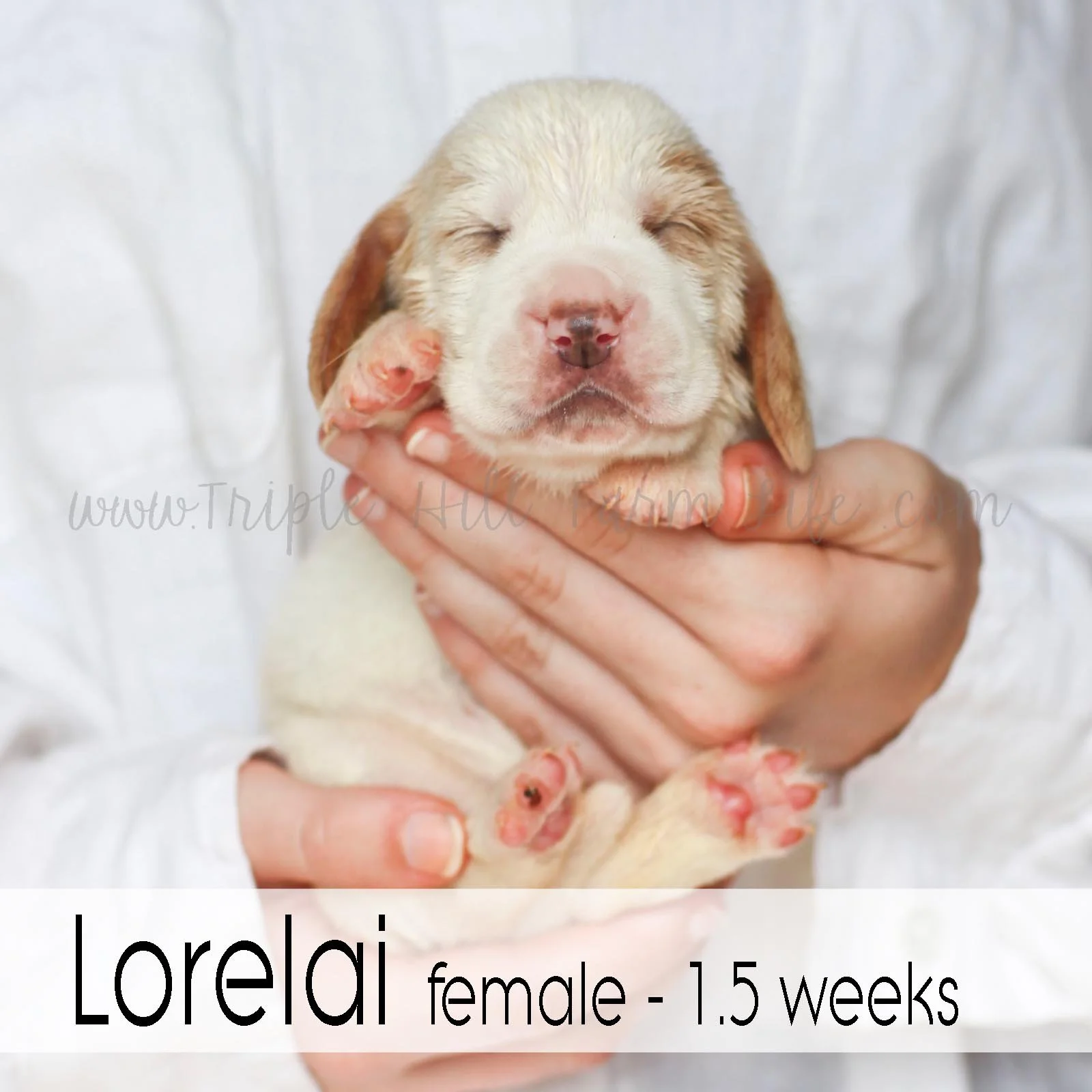 1 lorelai.jpg